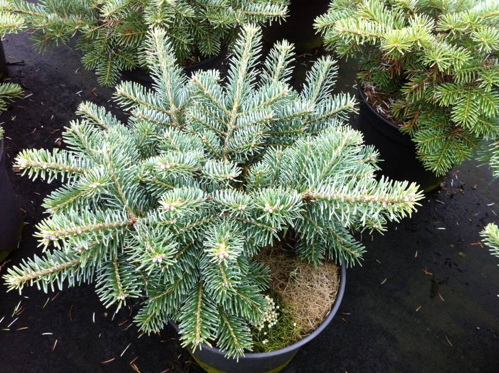 Abies koreana x lasiocarpa 